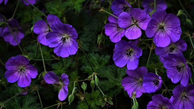 Botaniske brikker: Klatreplanter i kryds og tværs konteksten